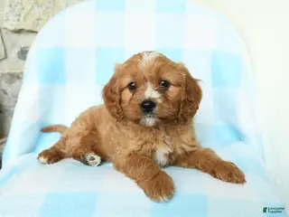 Cavapoo dogs for sale: Junior - Ad 1
