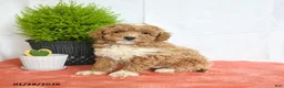Mini Goldendoodle dogs for sale: Hero - Ad 3