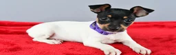 Toy Fox Terrier dogs for sale: Daisy - Ad 1