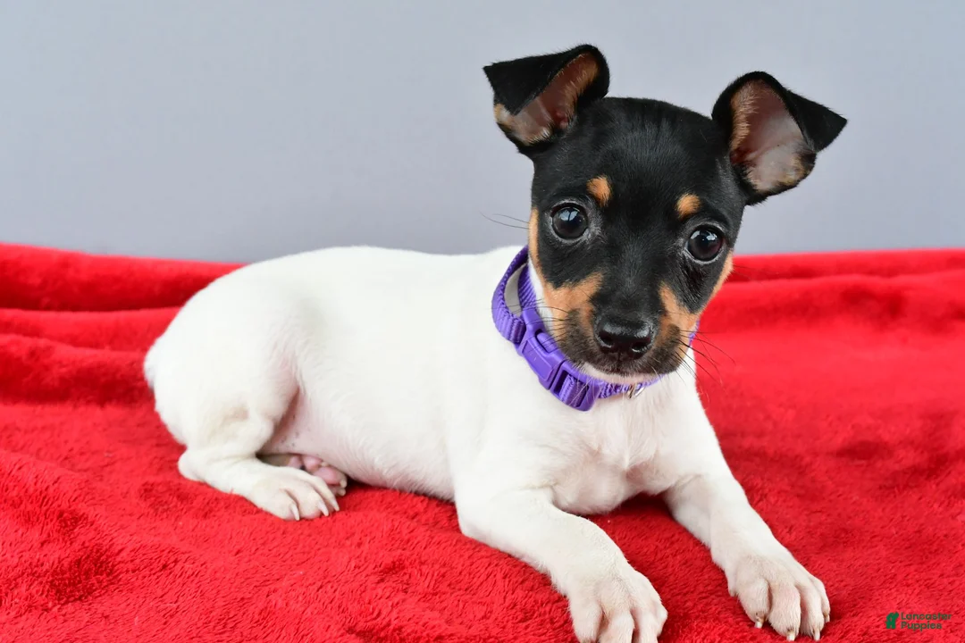 Toy Fox Terrier dogs for sale: Daisy - Ad 1