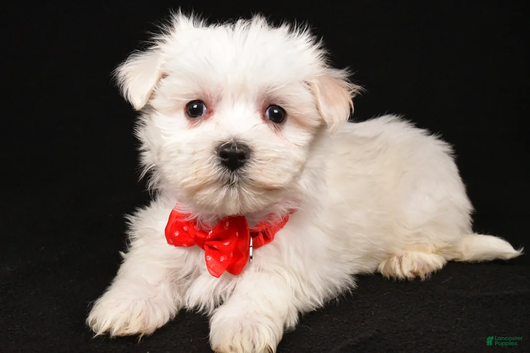 Maltese dogs for sale: Minston - Ad 1