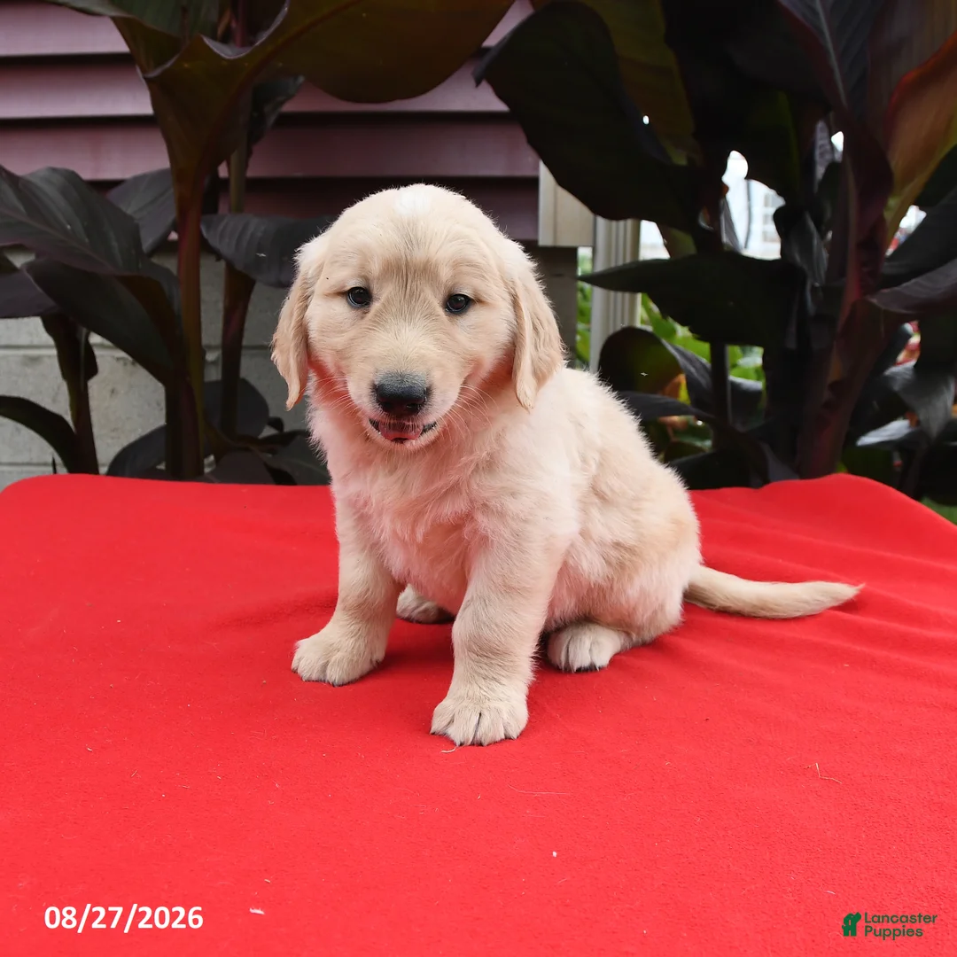 Golden Retriever dogs for sale: Conner - Ad 1