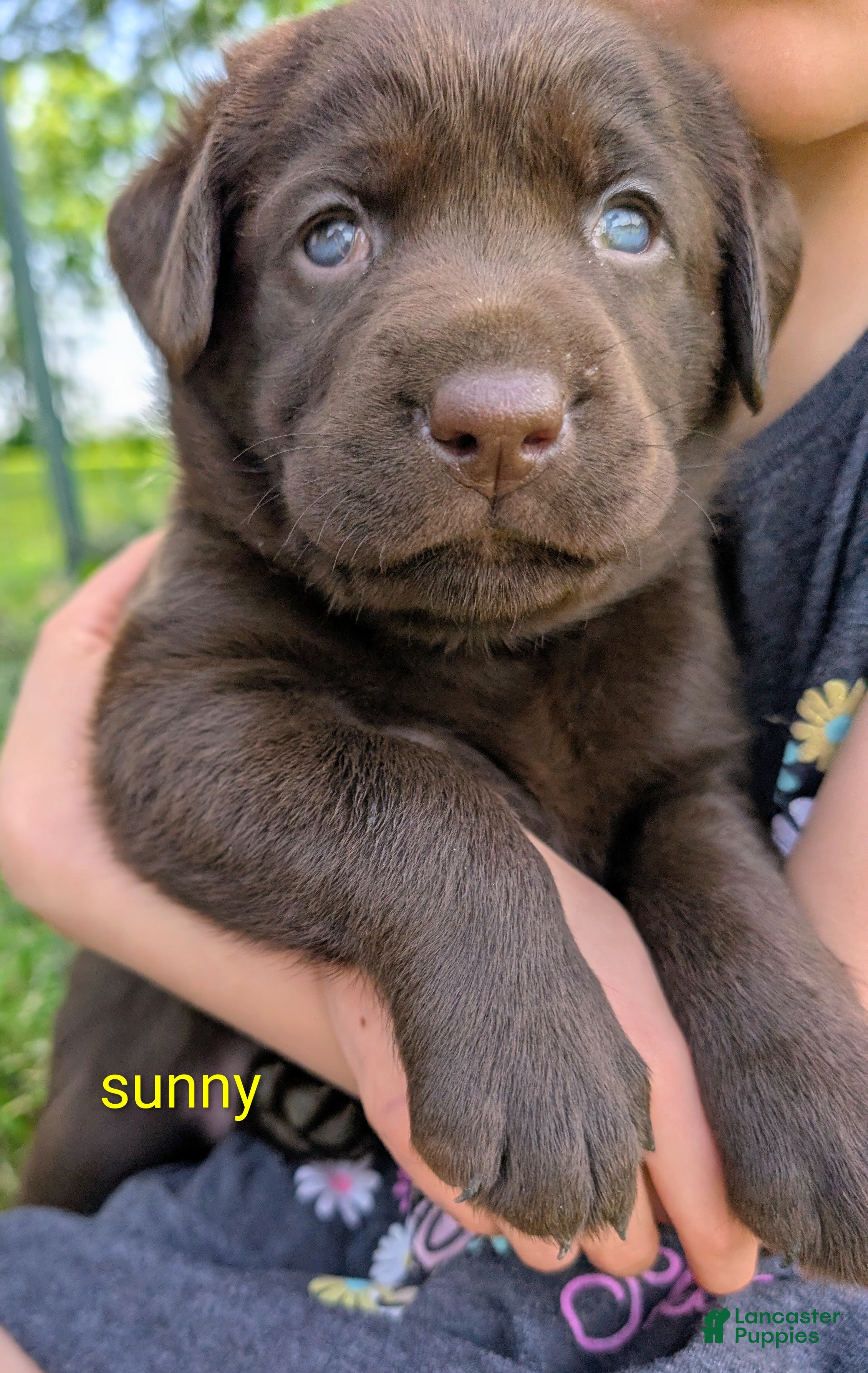 Labrador Retriever dogs for sale: Daisy - Ad 1