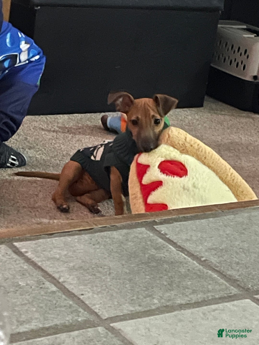 Chiweenie dogs for sale: Chiweenie Puppy 1 - Ad 6