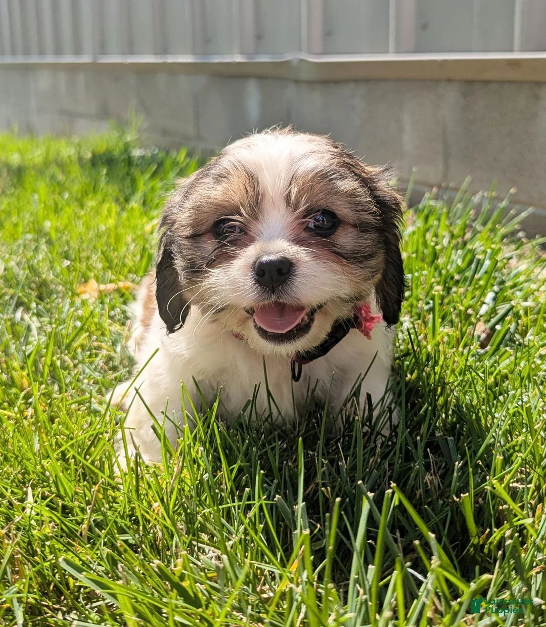 Mixed Breed dogs for sale: Sophie - Ad 1