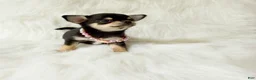 Chihuahua dogs for sale: Tiny Sasha - Ad 3