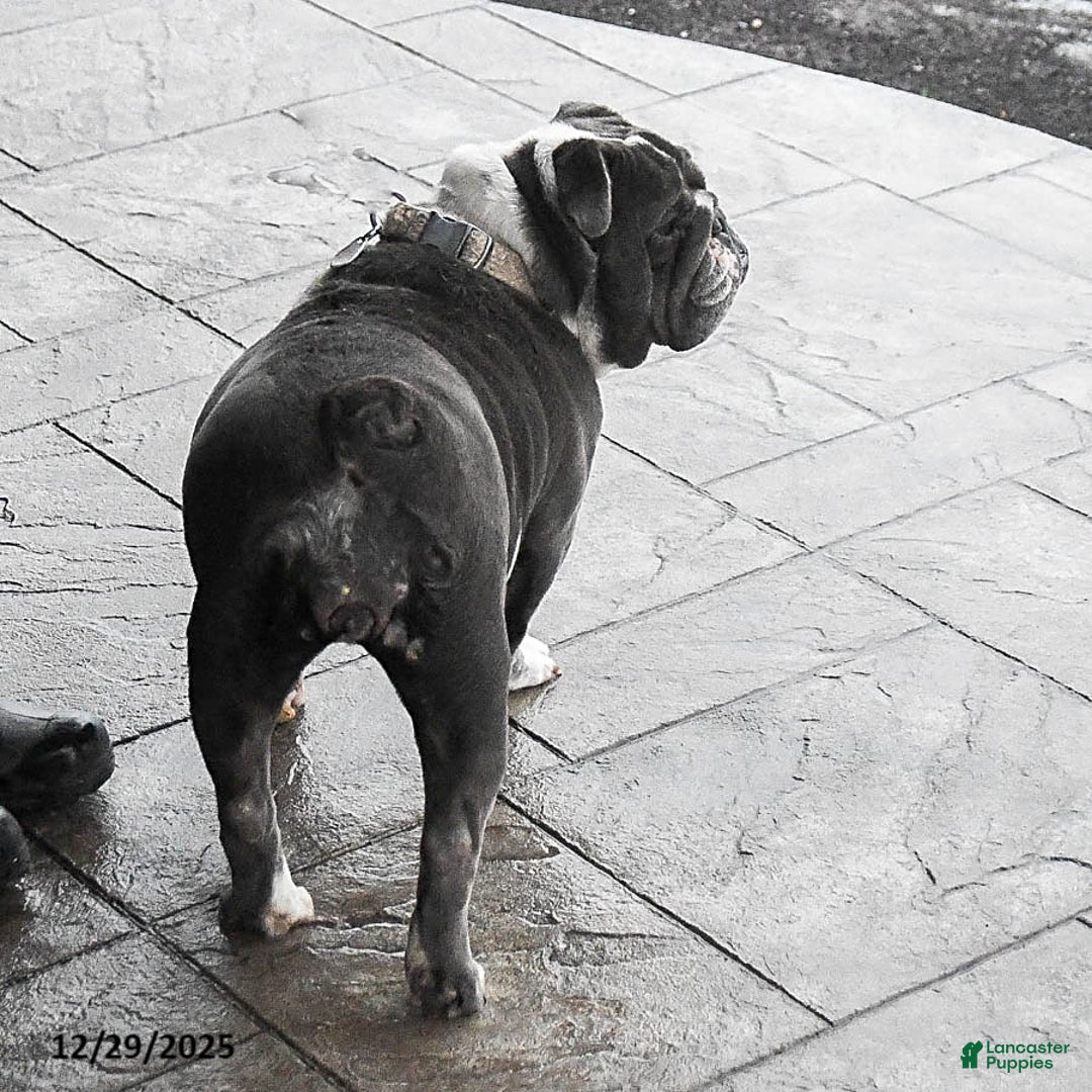 English Bulldog dogs for sale: Lexi  - Ad 5