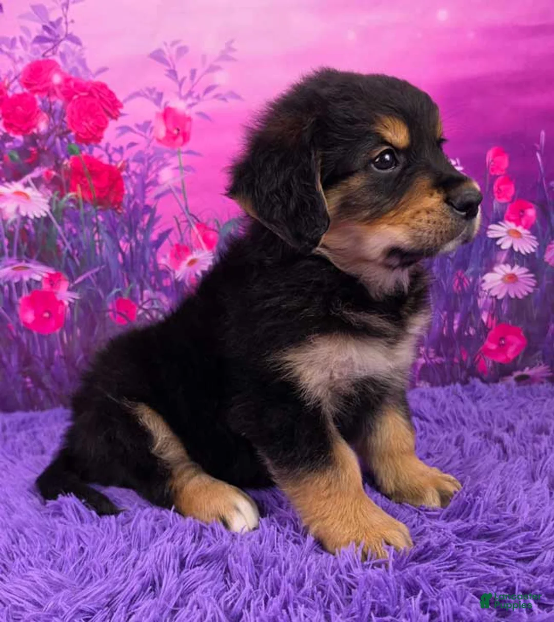 Mixed Breed dogs for sale: Arthur - Ad 2