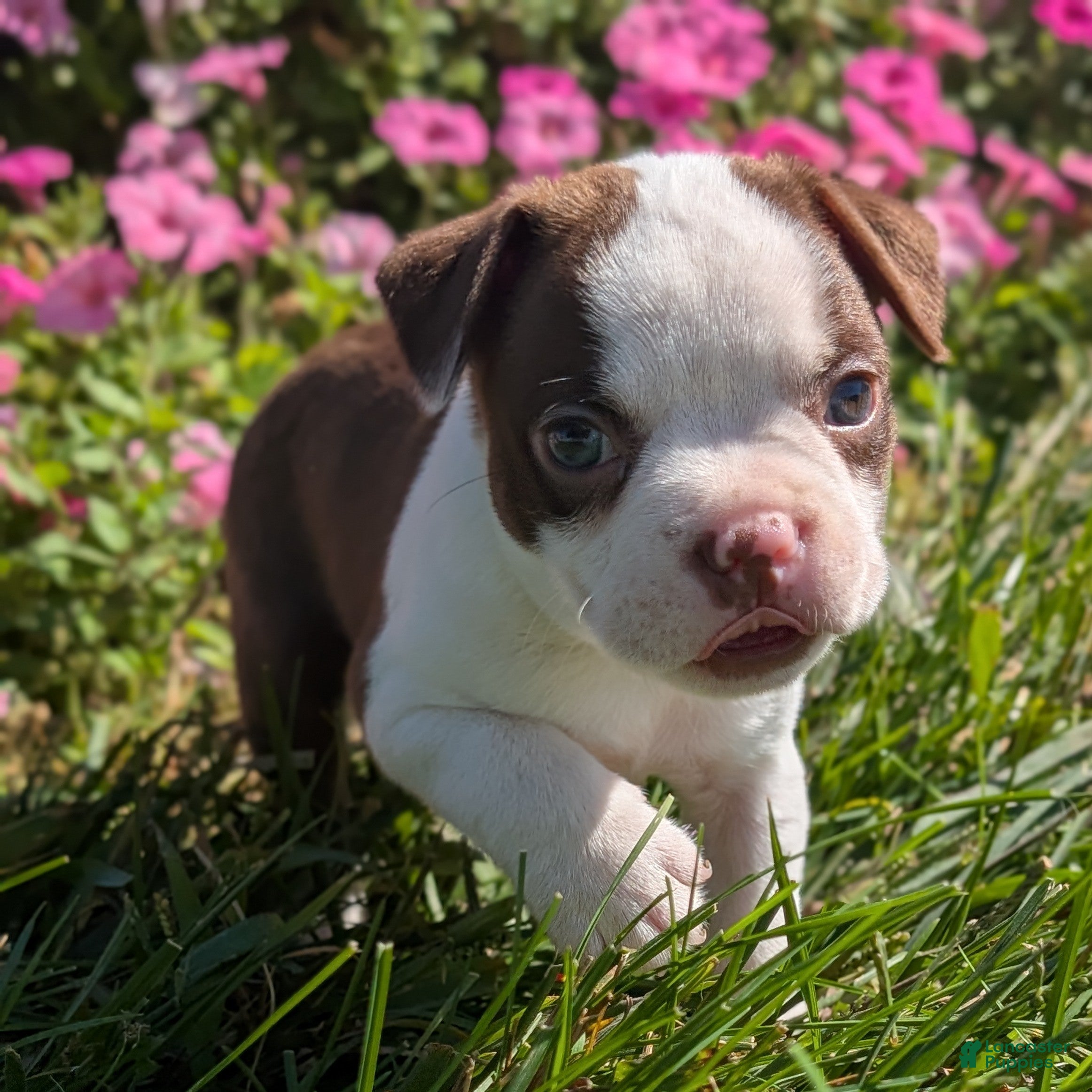 Boston Terrier dogs Cherry - Ad 1