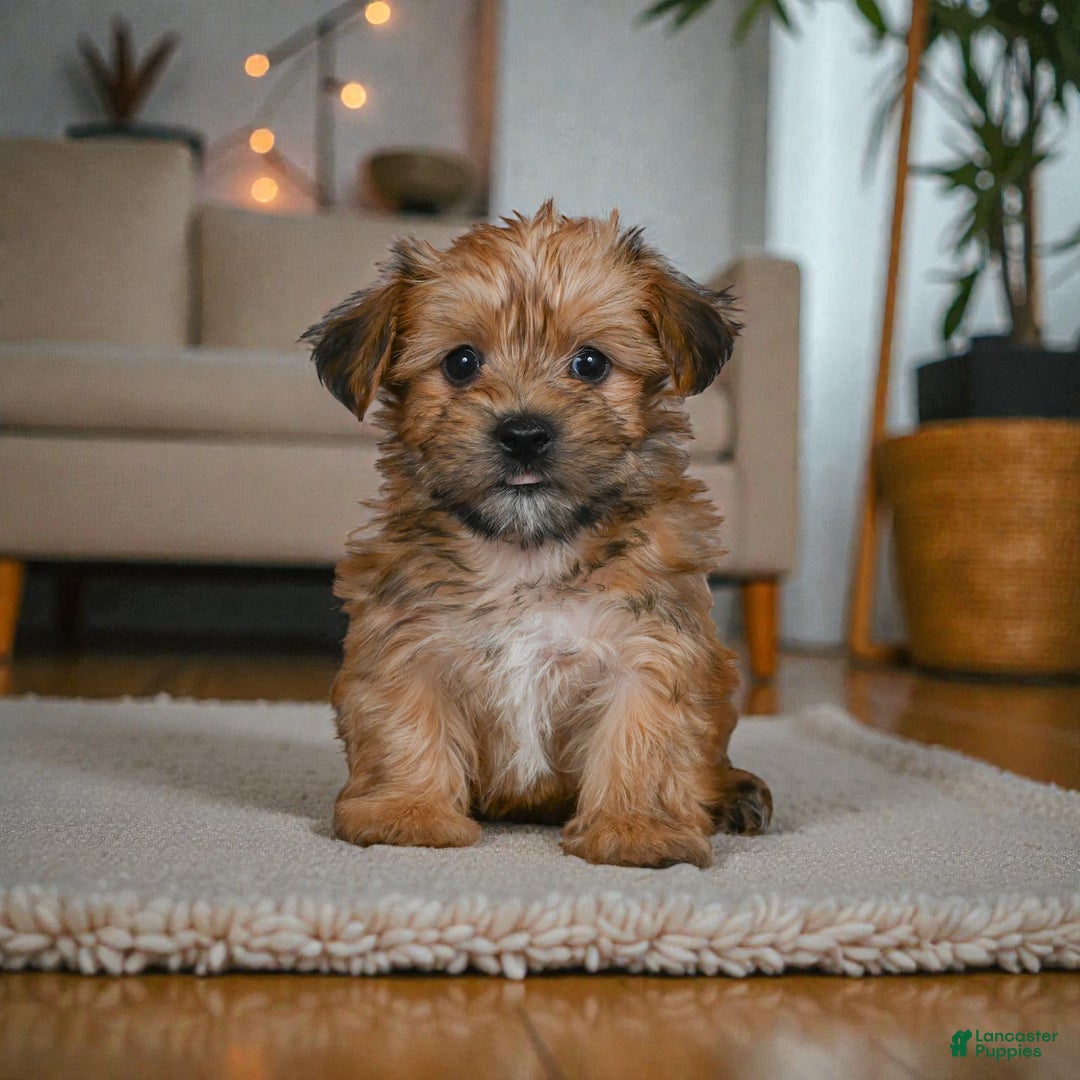 Morkie dogs for sale: CODY - Ad 6