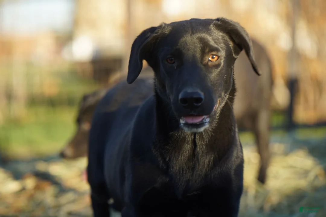 Mixed Breed dogs for sale: Jet Tiscar Farm Dog - Ad 20