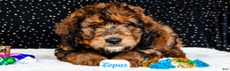 Bernedoodle dogs for sale: Topaz - Ad 3