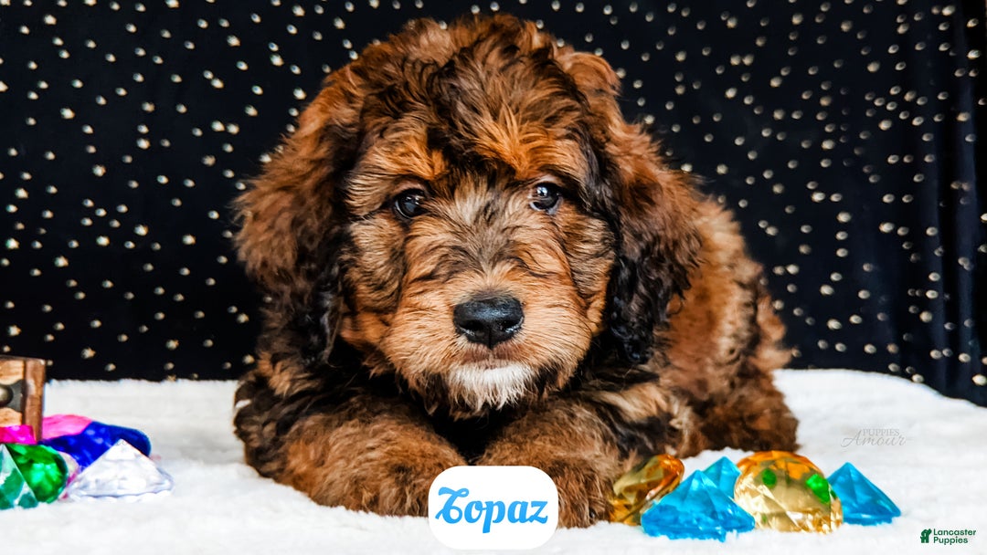 Bernedoodle dogs for sale: Topaz - Ad 3