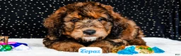 Bernedoodle dogs for sale: Topaz - Ad 3