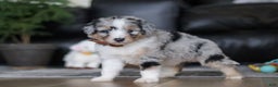 Aussiedoodle dogs for sale: Theo - Ad 6