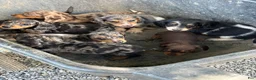 Miniature Dachshund dogs for sale: Tango - Ad 14