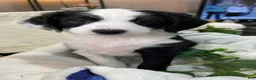Aussiedoodle dogs for sale: Joy - Ad 2