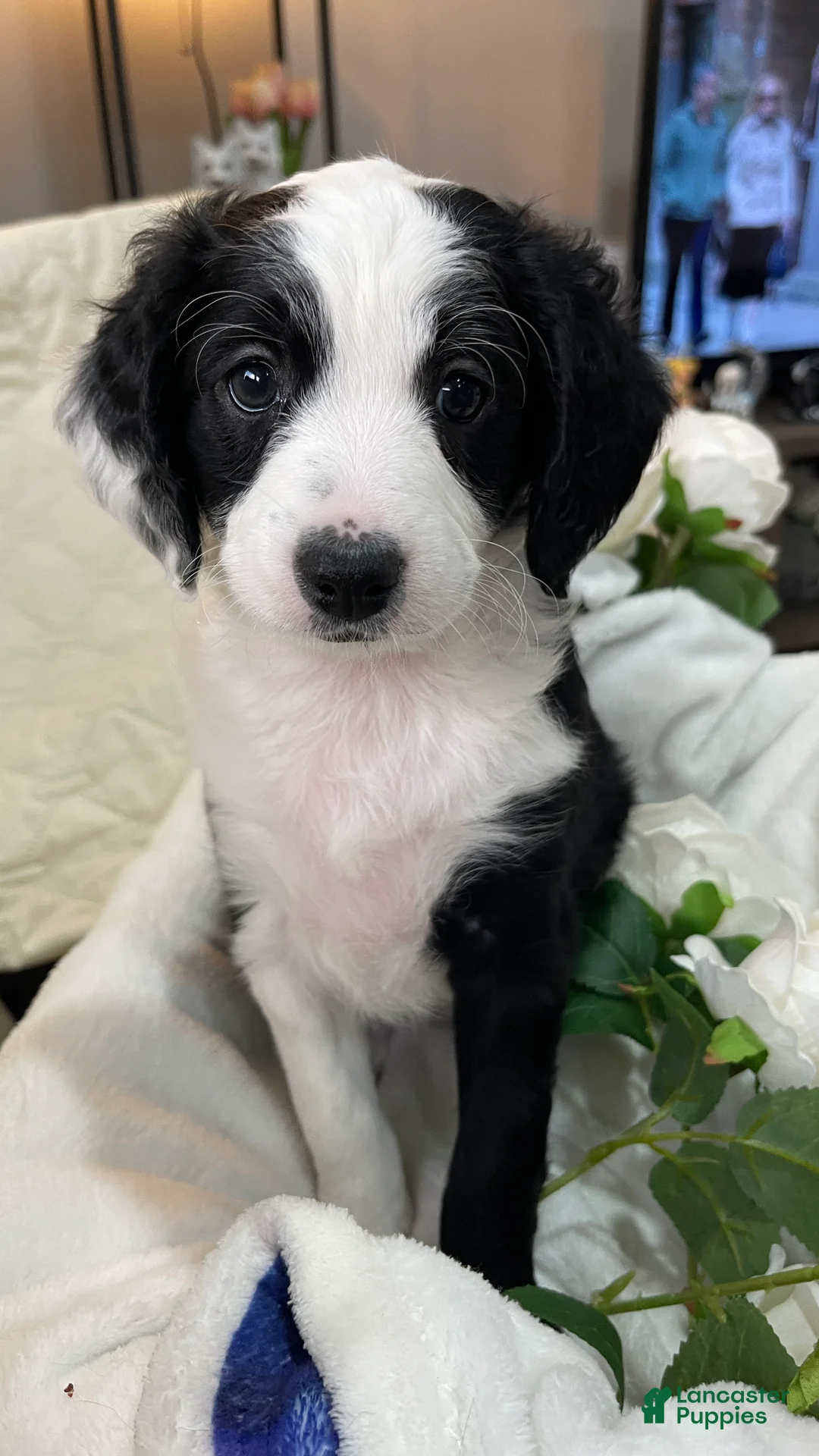 Aussiedoodle dogs for sale: Joy - Ad 2