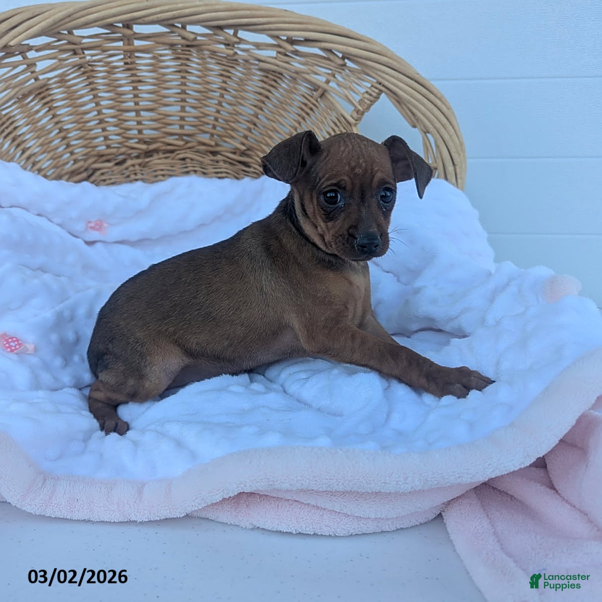 Miniature Pinscher dogs Mindy - Ad 2