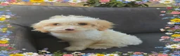 Cavapoo dogs for sale: Galaxy - Ad 1