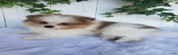 Pomeranian dogs for sale: Max  - Ad 3