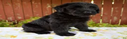 Giant Schnauzer dogs for sale: Rhonda - Ad 3
