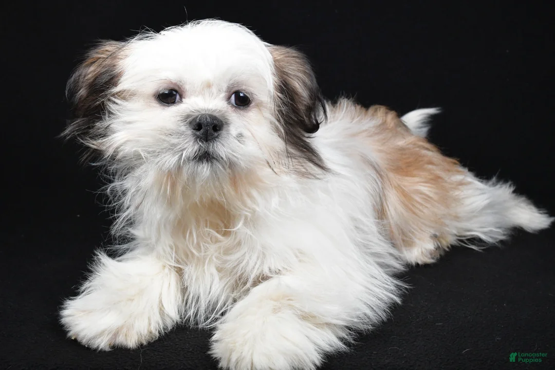 Shih Tzu dogs for sale: Skipper - Ad 8