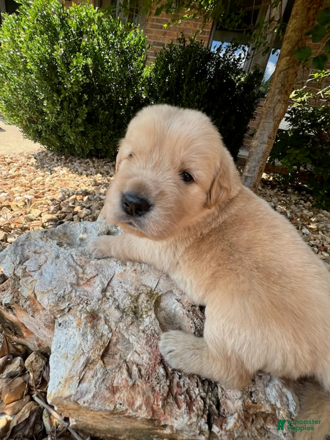 Golden Retriever dogs for sale: Erick - Ad 1