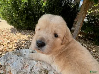 Golden Retriever dogs for sale: Erick - Ad 4