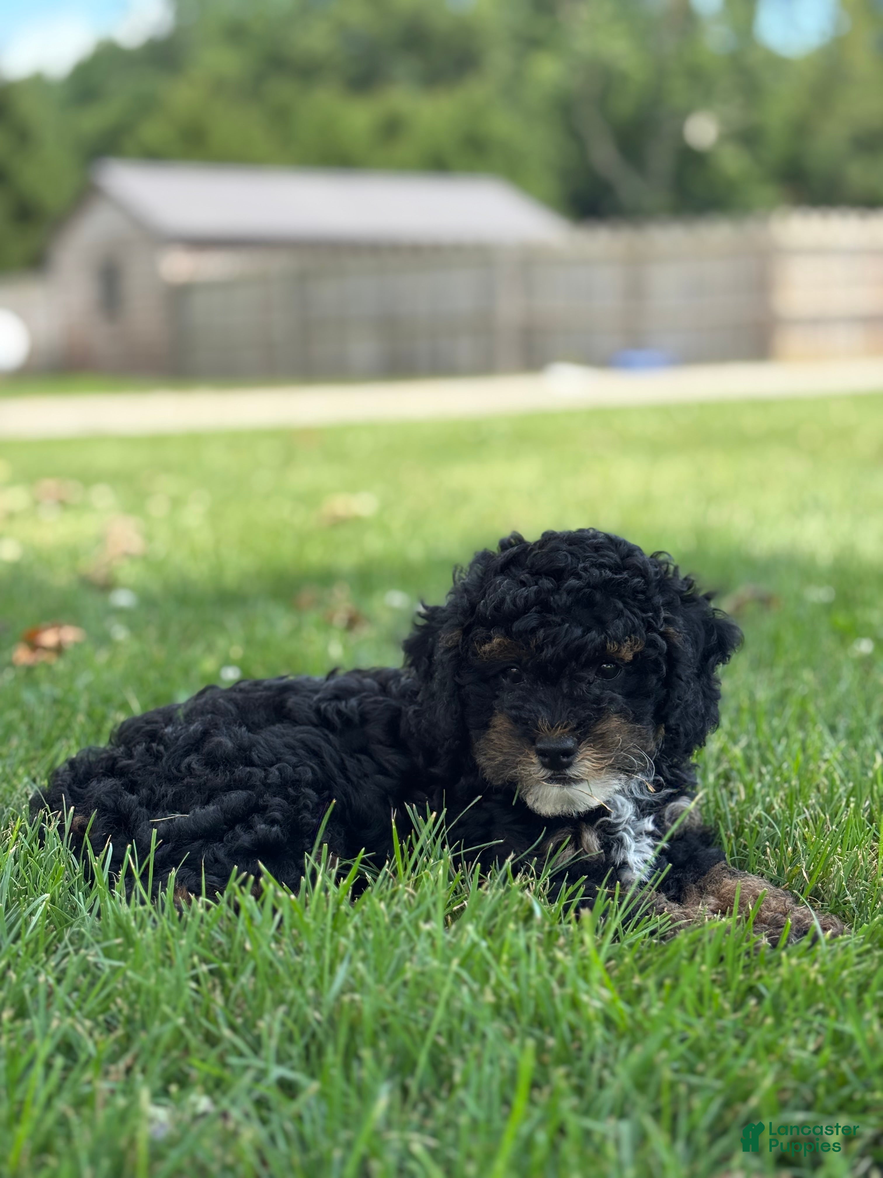 Miniature Poodle dogs Etta - Ad 2