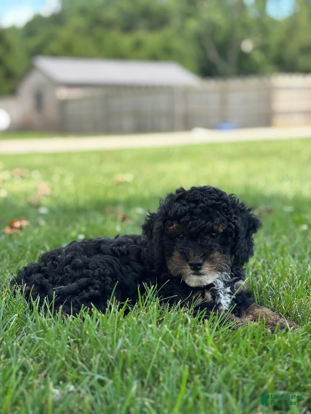 Miniature Poodle dogs for sale: Etta - Ad 2