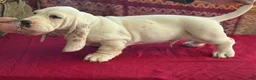 Basset Hound dogs for sale: Sampson  - Ad 3