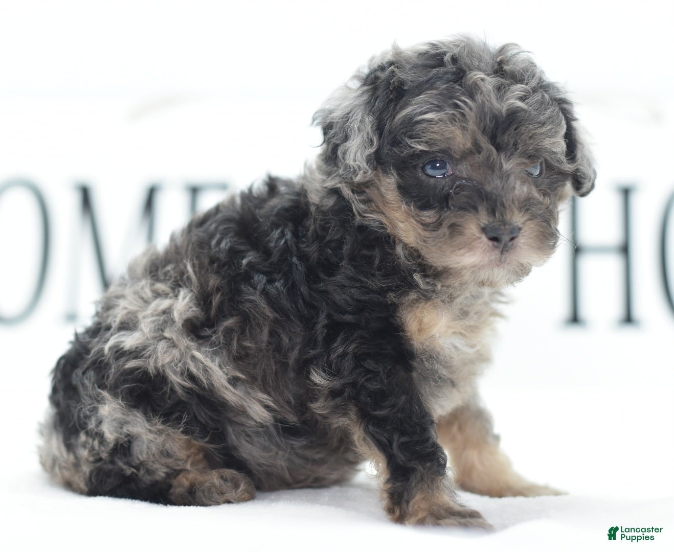 Toy Poodle dogs for sale: Luna - Ad 1