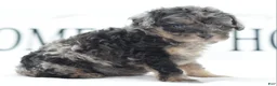 Toy Poodle dogs for sale: Luna - Ad 1