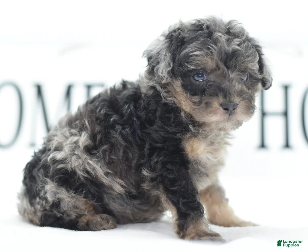 Toy Poodle dogs for sale: Luna - Ad 1