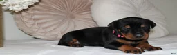 Doberman Pinscher dogs for sale: Sadie - Ad 8