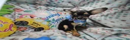 Chihuahua dogs for sale: Foxx LH Tri-Color - Ad 3