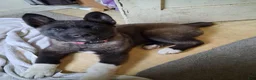 Akita dogs for sale: Yuki the Akita! - Ad 5