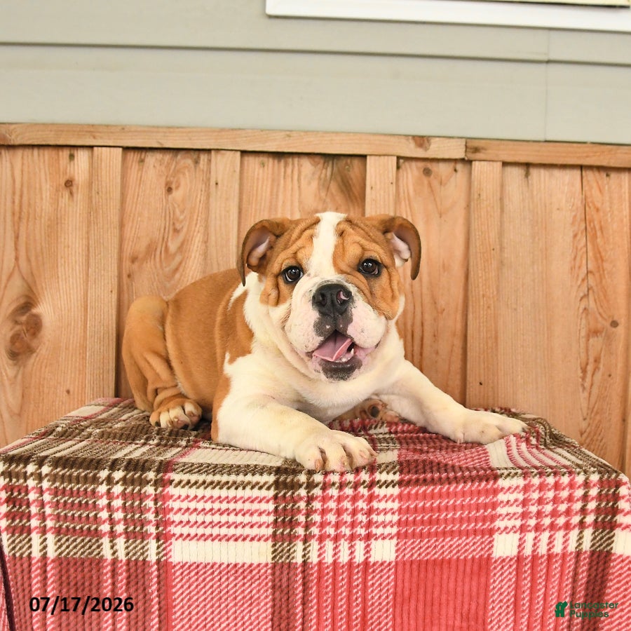 English Bulldog dogs Moose - Ad 2