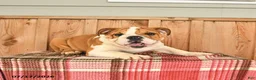 English Bulldog dogs for sale: Moose - Ad 2