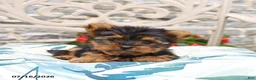 Yorkshire Terrier dogs for sale: Biscuit - Ad 3