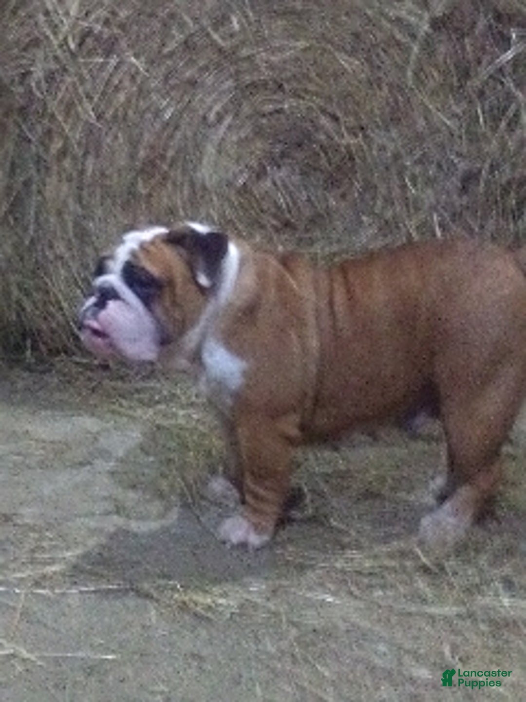 English Bulldog dogs for sale: Sebastian - Ad 9