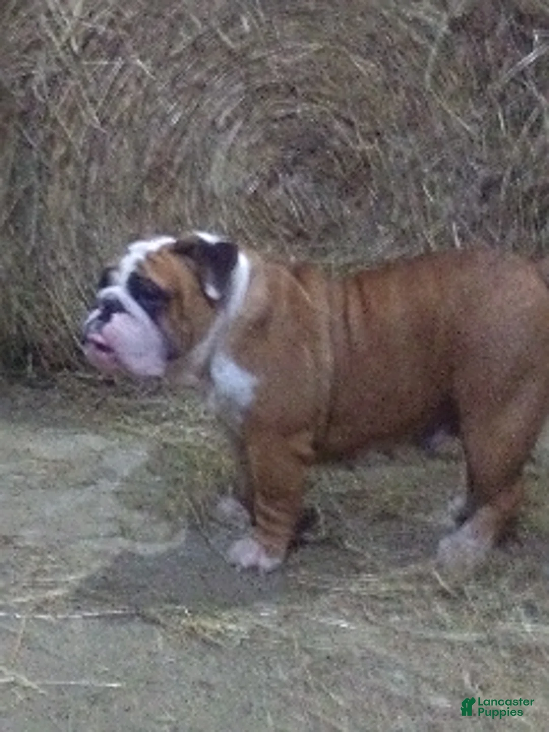 English Bulldog dogs for sale: Sebastian - Ad 9