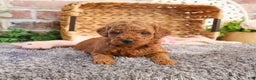 Mini Goldendoodle dogs for sale: Sarah - Ad 3