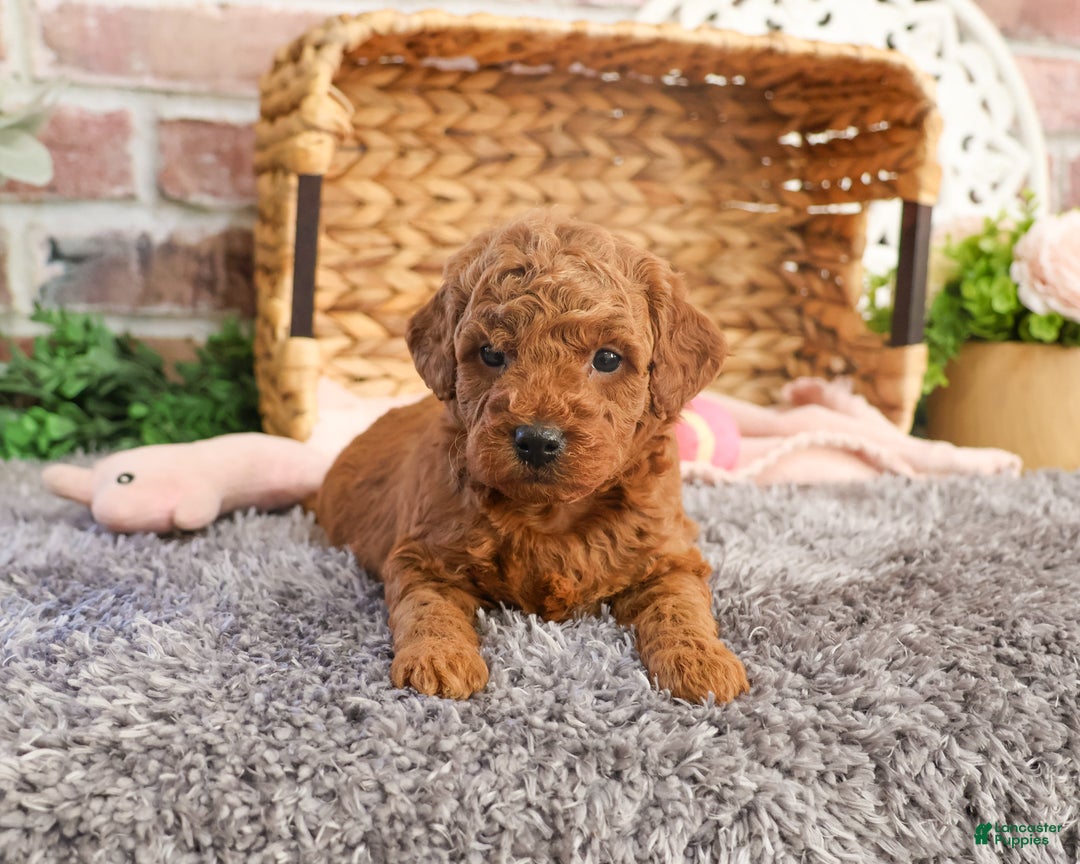Mini Goldendoodle dogs for sale: Sarah - Ad 3