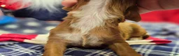 Cavapoo dogs for sale: Sonic - Ad 6