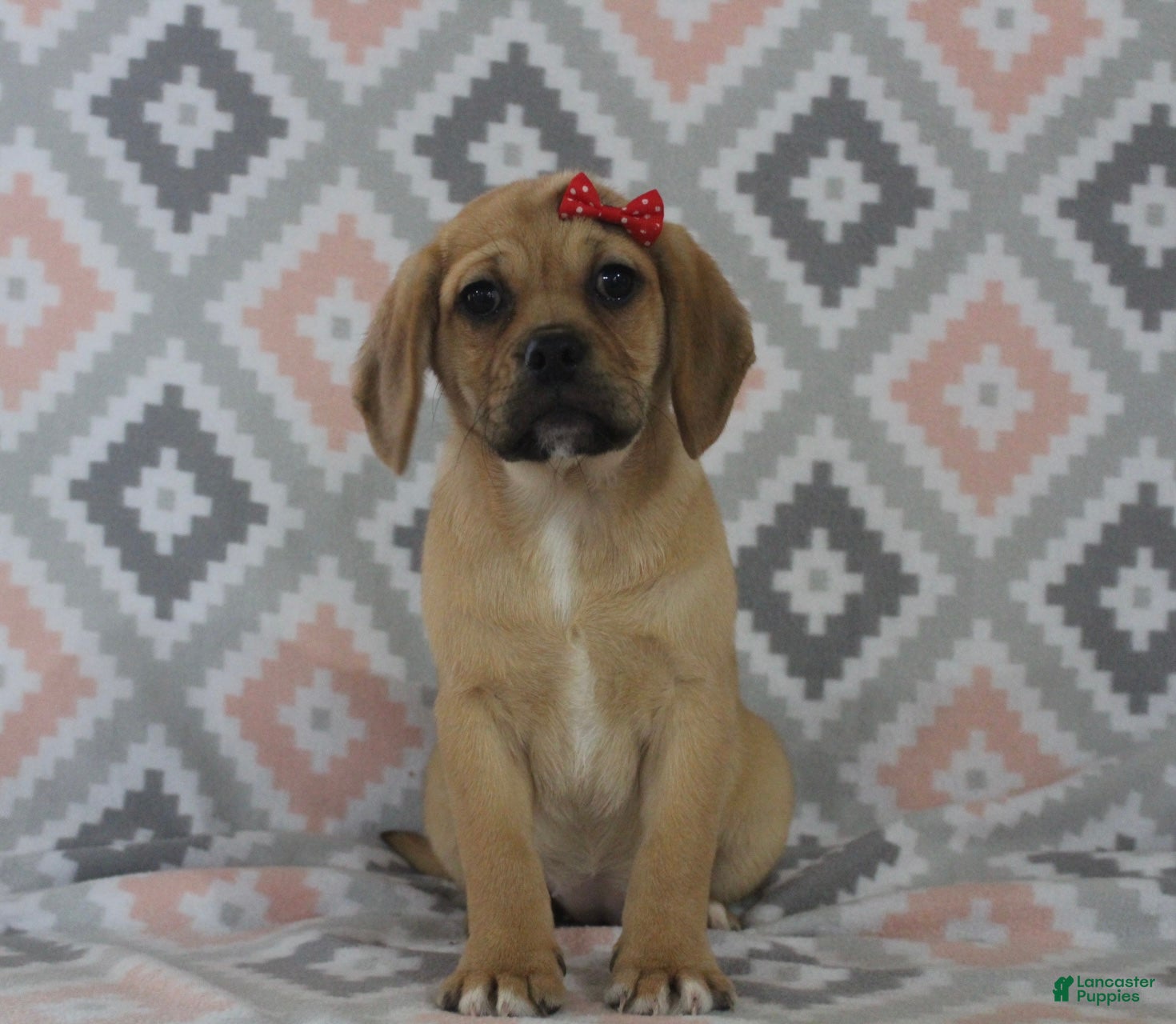 Puggle dogs Tara - Ad 1