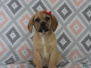 Puggle dogs for sale: Tara - Ad 3