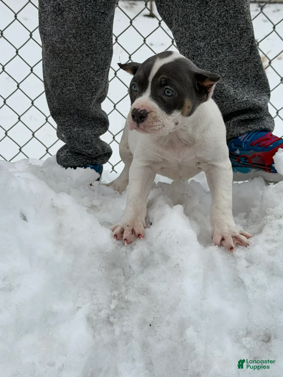 American Bully dogs for sale: American Bully Puppy 1 - Ad 1