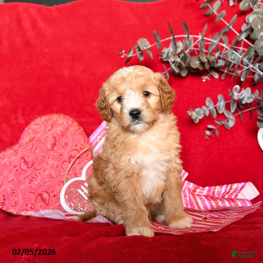 Yorkiepoo dogs for sale: Camelot - Ad 2